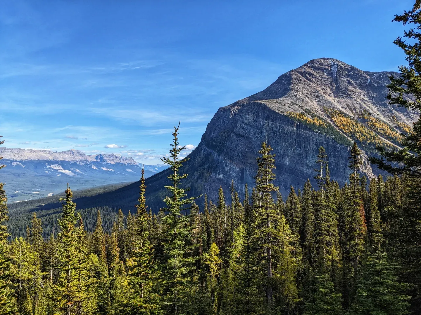 Larch Season