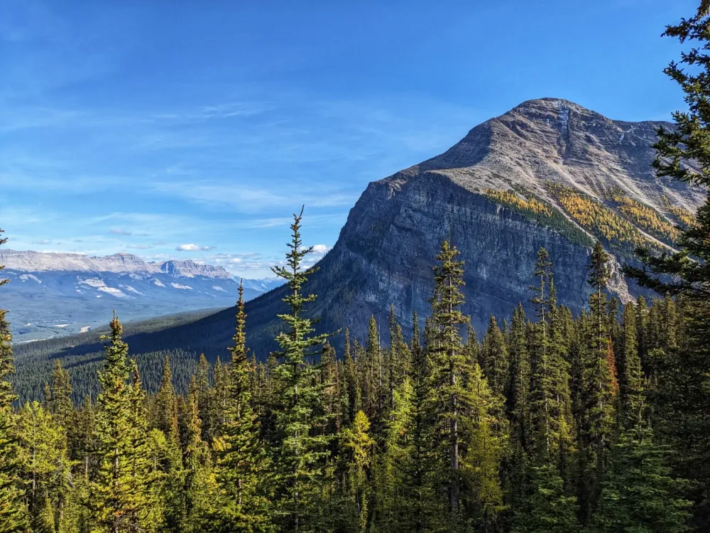 Larch Season