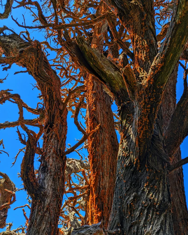 Orange Cypress