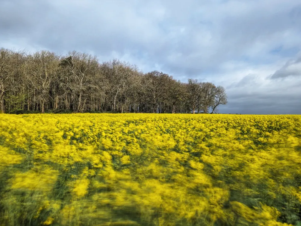 Rapeseed